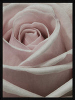 Rose tæt på plakat botanik