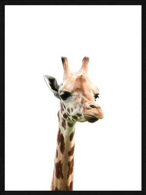 Giraf close-up - plakat dyr