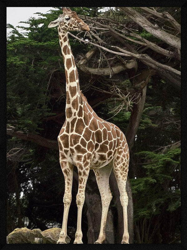 Giraf plakat dyr