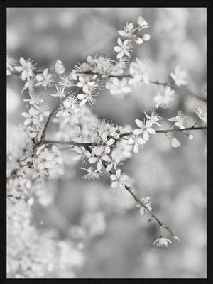 Gren med hvide blomster plakat botanik