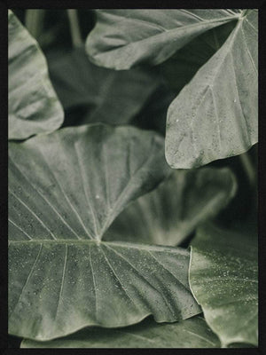 Grønne blade plakat botanik