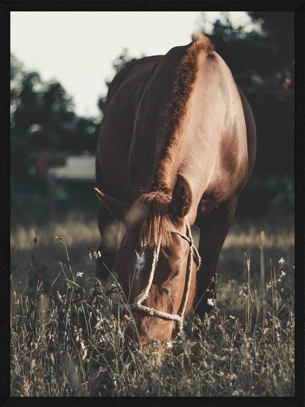 Heste plakat - Hest på græs dyr