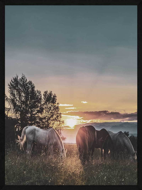 Heste plakat - Heste i solnedgang dyr