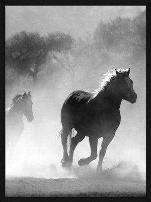 Heste plakat - Heste i støvet dyr