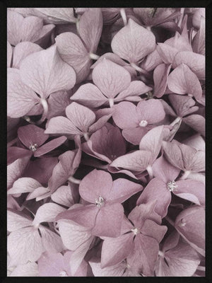Hortensia plakat botanik