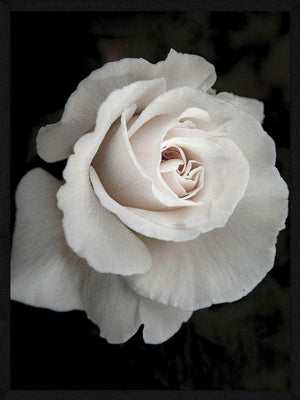Hvid rose botanik