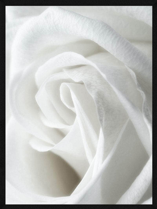 Hvid rose close-up botanik