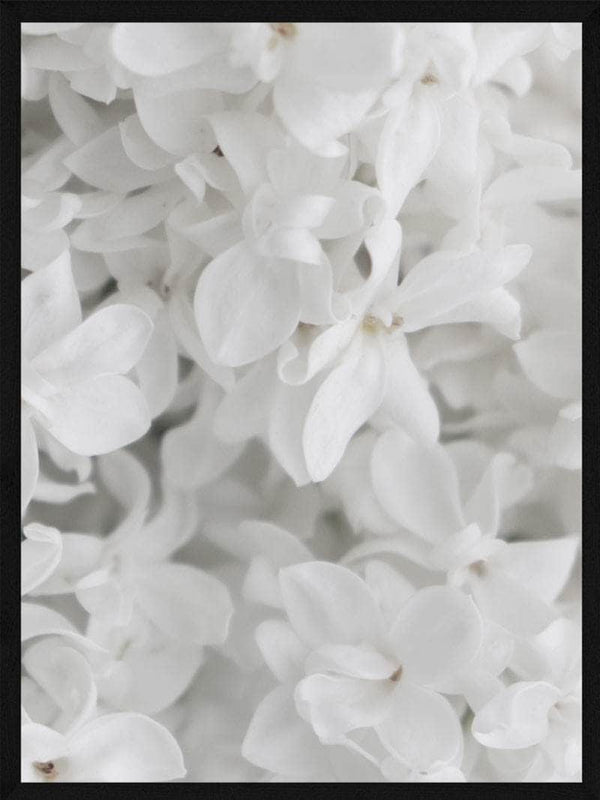 Hvide blomster plakat botanik