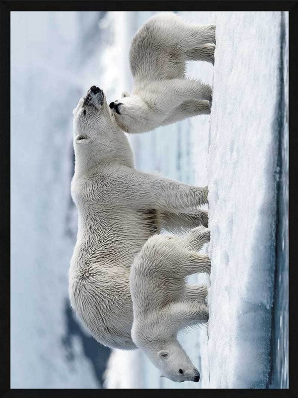 Isbjørn familie plakat dyr