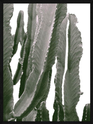 Kaktus med arme plakat botanik