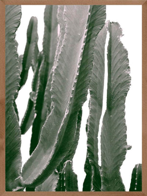 Kaktus med arme plakat botanik