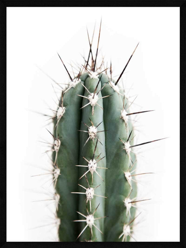 Kaktus plakat botanik