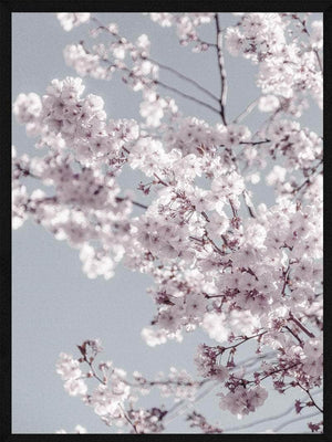 Kirsebærtræ plakat botanik