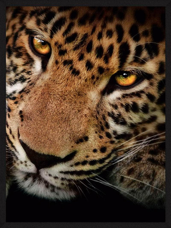 Leopard close-up - Plakat dyr