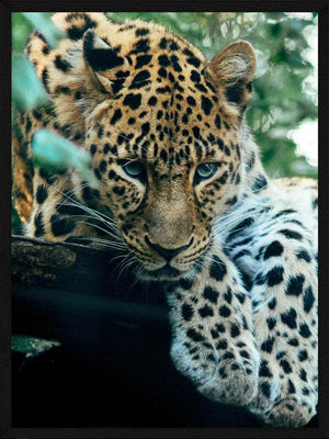 Leopard i skov dyr