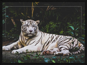 Liggende hvid tiger - Plakat dyr