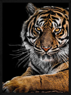 Liggende tiger - Plakat dyr