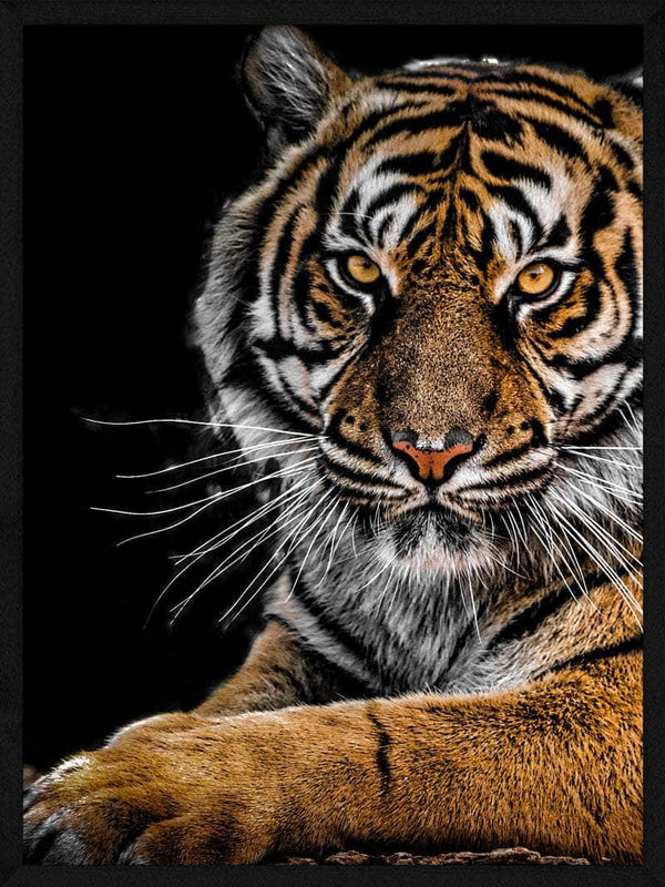 Liggende tiger - Plakat dyr