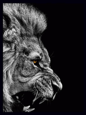 Løve brøl - Plakat dyr