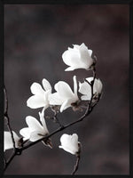 Magnolia blomster plakat botanik