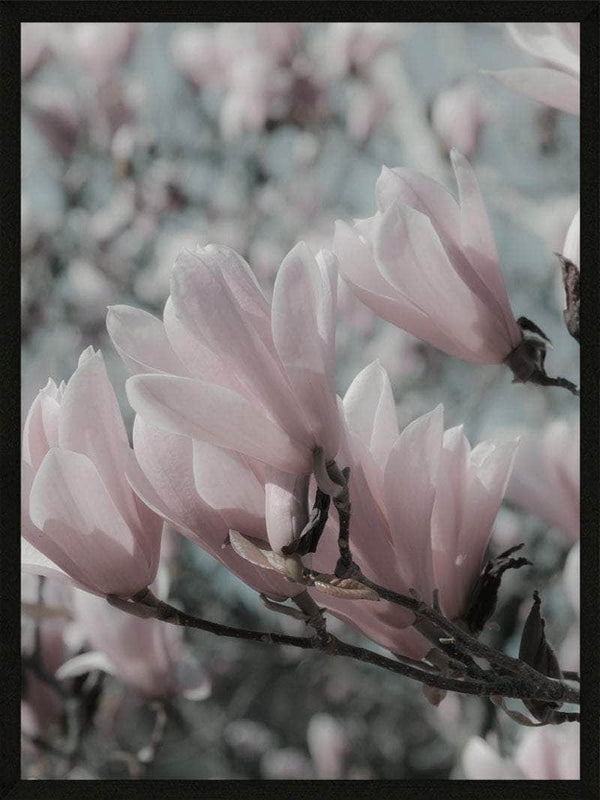 Magnolia plakat botanik