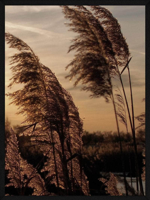 Pampas i solnedgang plakat botanik