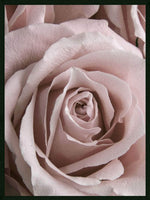 Rose closeup plakat botanik
