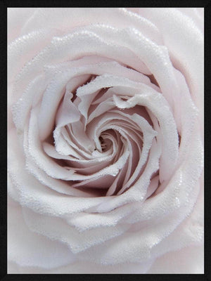 Rose closeup plakat botanik