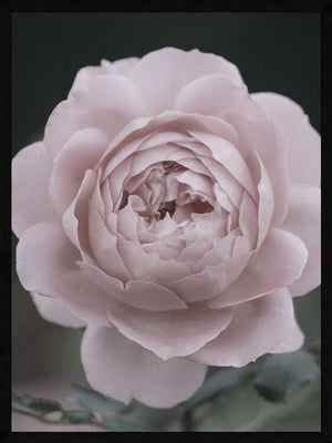Rose på stilk plakat botanik