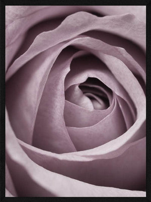 Rose spiral plakaten botanik