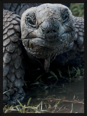 Skildpadde close-up plakat dyr