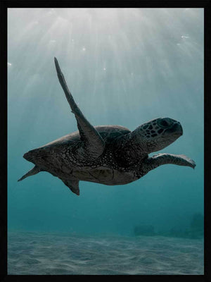Skildpadde under havet - Plakat dyr
