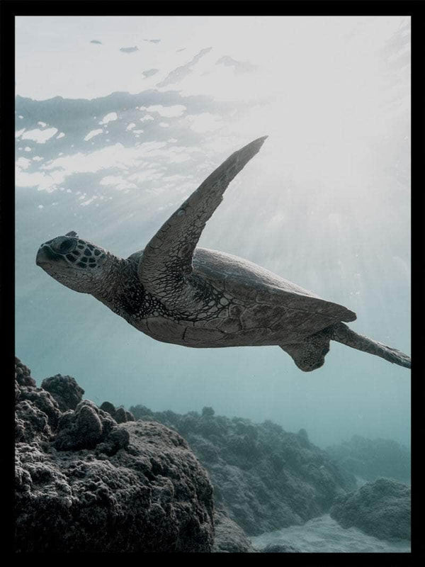 Skildpadde under vandet - Plakat dyr