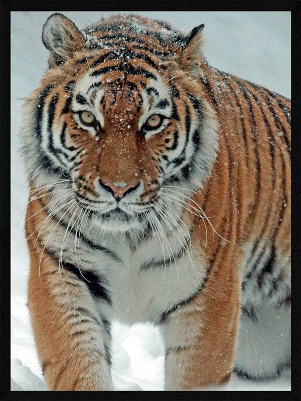 Tiger i sneen - plakat dyr