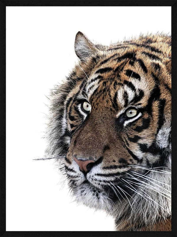 Tiger - Plakat dyr
