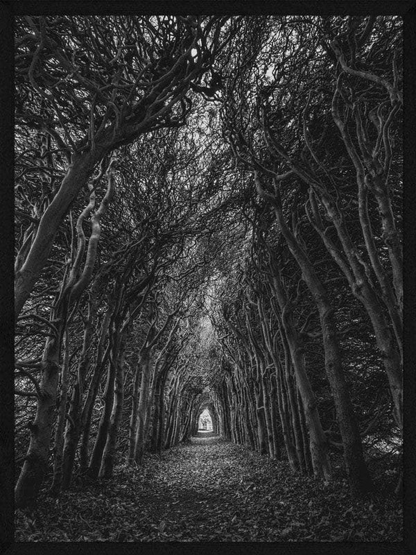 Tunnel af træer plakat natur
