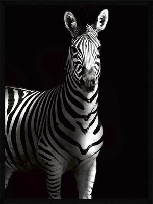 Zebra i skygge - Plakat dyr