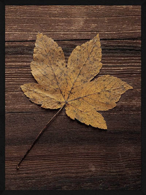 Ahornblad på træ plakat natur