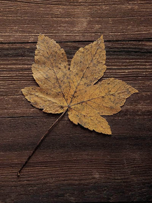 Ahornblad på træ plakat natur