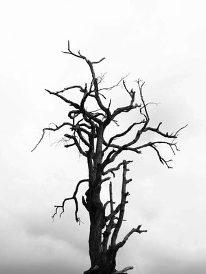 Dødt træ plakat natur