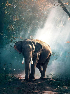 Elefant i lysning dyr