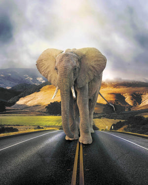 Elefant på vejen - Plakat dyr