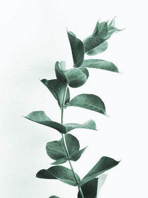 Eucalypsus plakat botanik