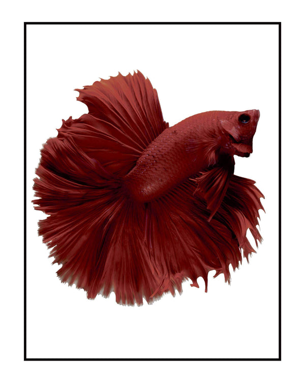 Fisk - Plakat dyr