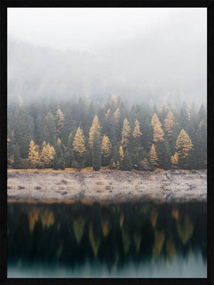 Forårsskov i tåge plakat natur