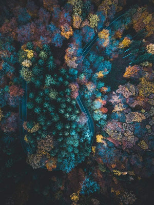 Forårsskov - plakat natur