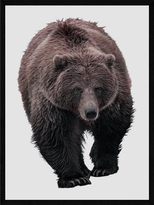 Grizzlybjørn hvid baggrund - Plakat dyr