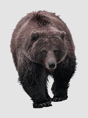 Grizzlybjørn hvid baggrund - Plakat dyr