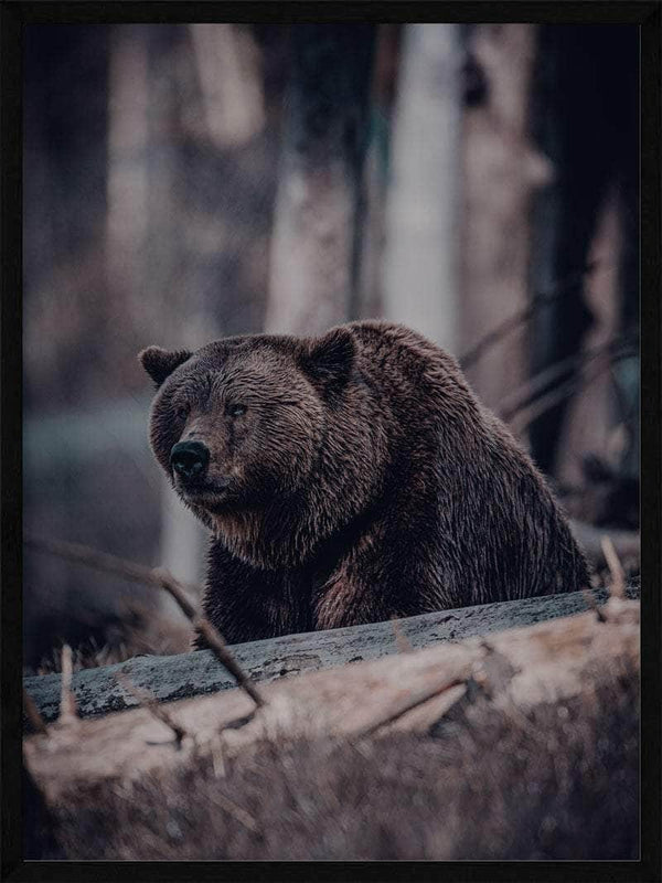 Grizzlybjørn - Plakat abstrakt