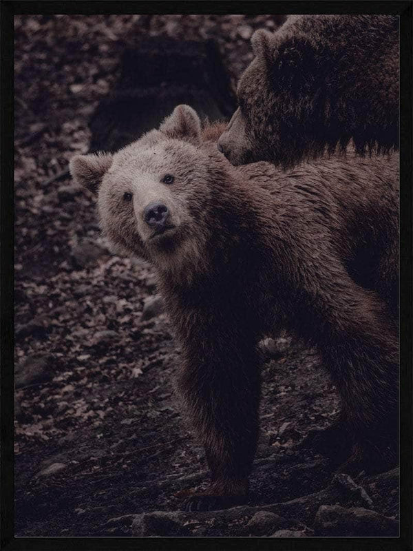 Grizzlybjørne unge - Plakat dyr